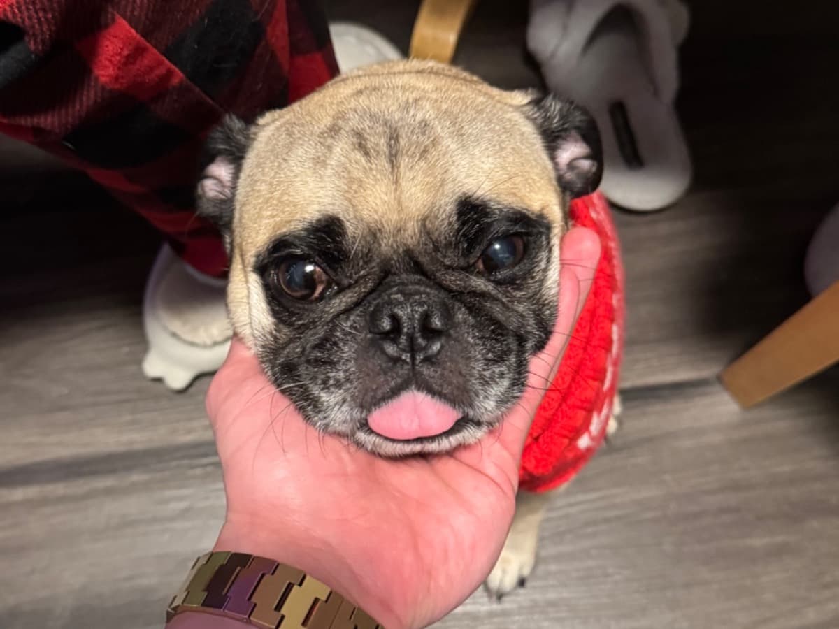 Tony - Pug | Petmeetly
