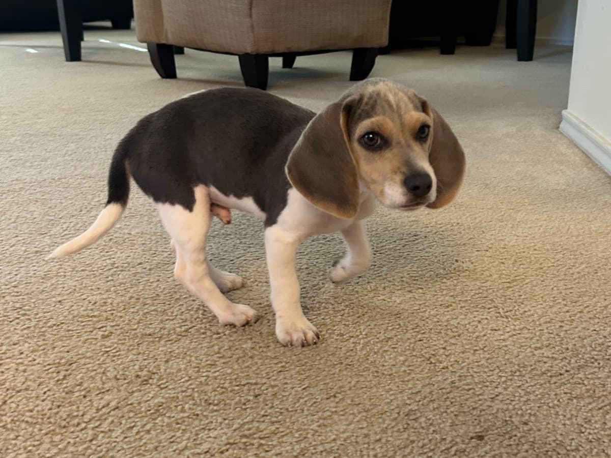 smoke - Beagle | Petmeetly
