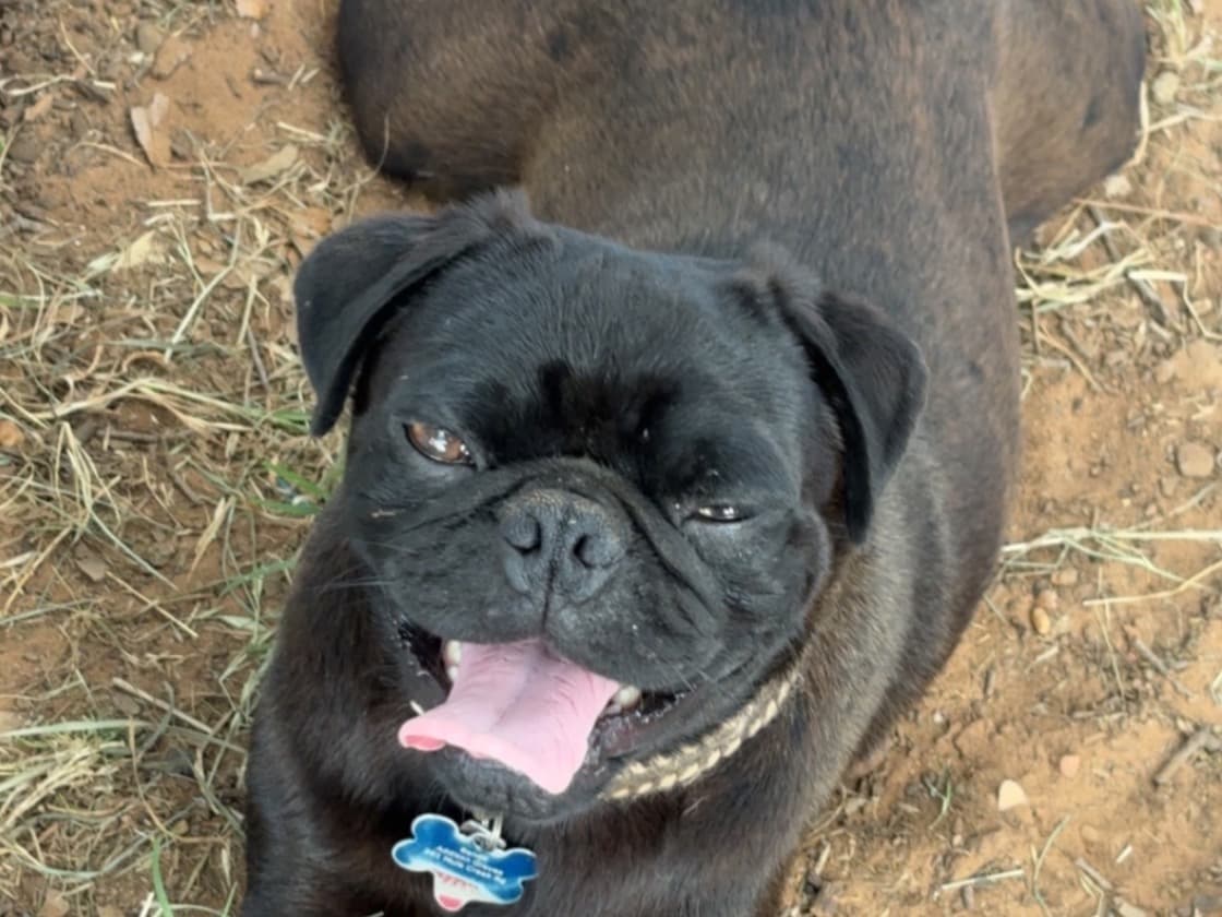 bandit - Pug | Petmeetly