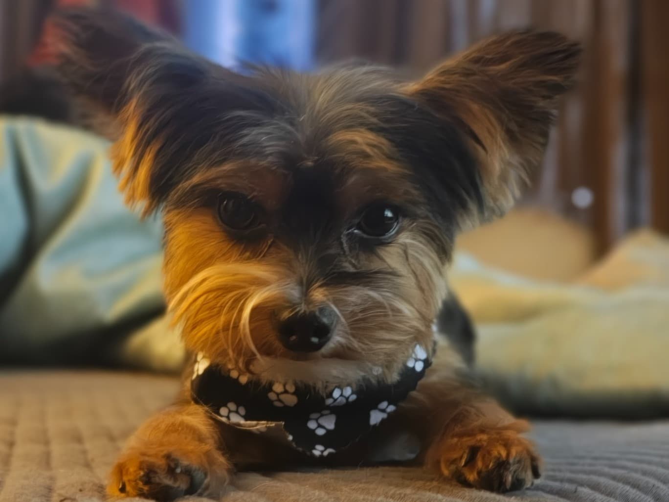 Twix - Yorkshire Terrier | Petmeetly