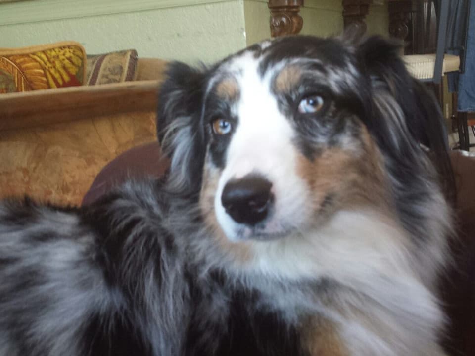 Juliet - Australian Shepherd | Petmeetly