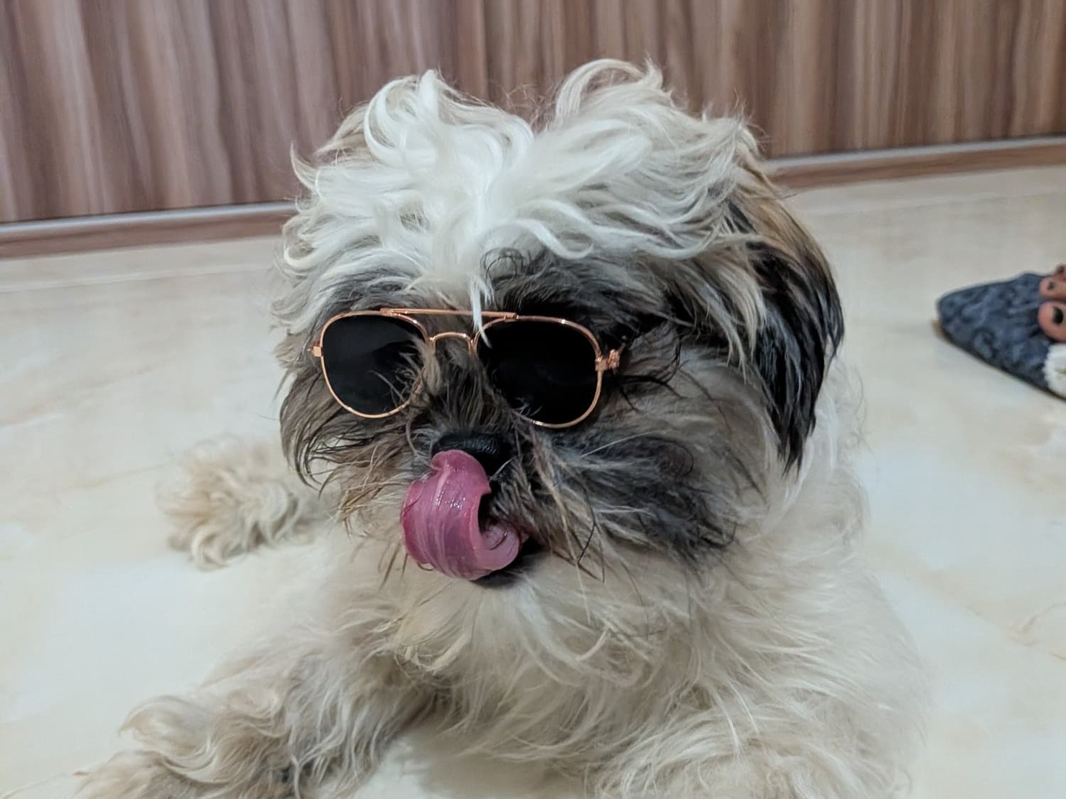 Shih Tzu 1 year 6 months old female medium named Luffy for breeding in Mysuru, Karnataka | Petmeetly