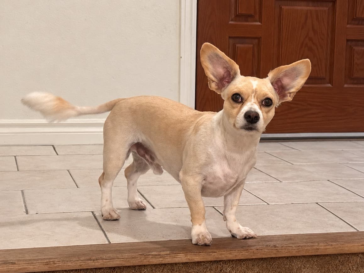 Muneco - Chihuahua | Petmeetly