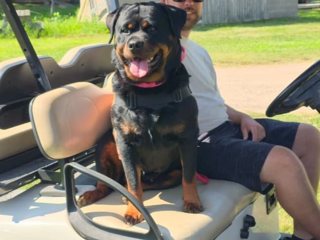 Leia - Rottweiler | Petmeetly