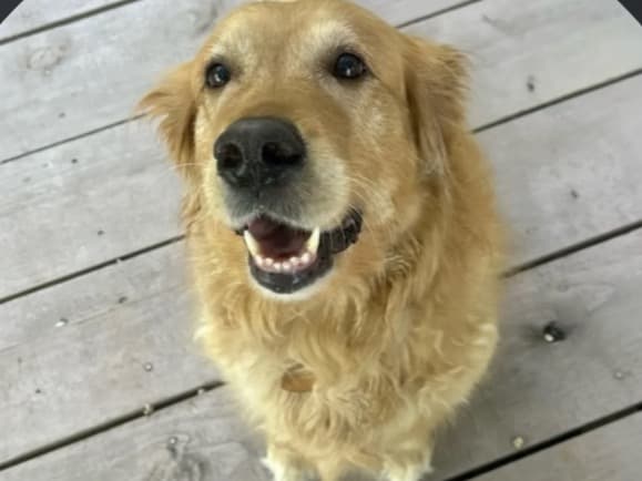 Golden Retriever 6 years old female large named Katie for breeding in Granbury, Texas | Petmeetly