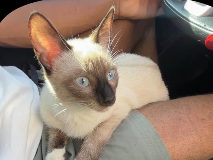 snow - Siamese | Petmeetly