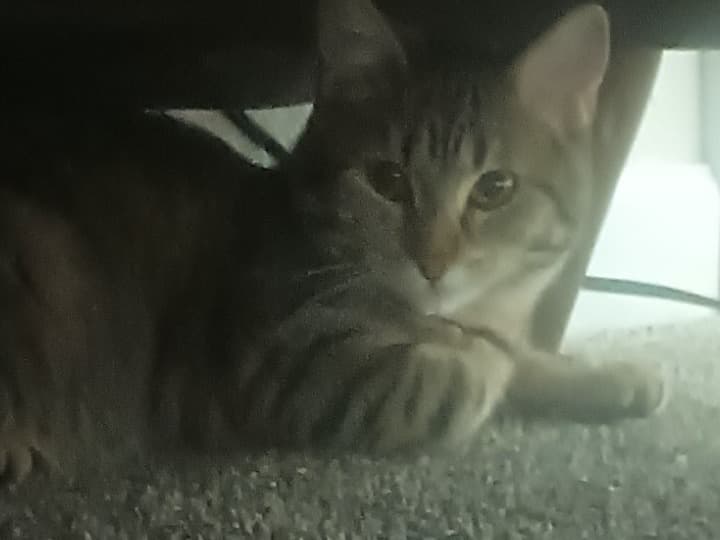 basbosa - Tabby | Petmeetly