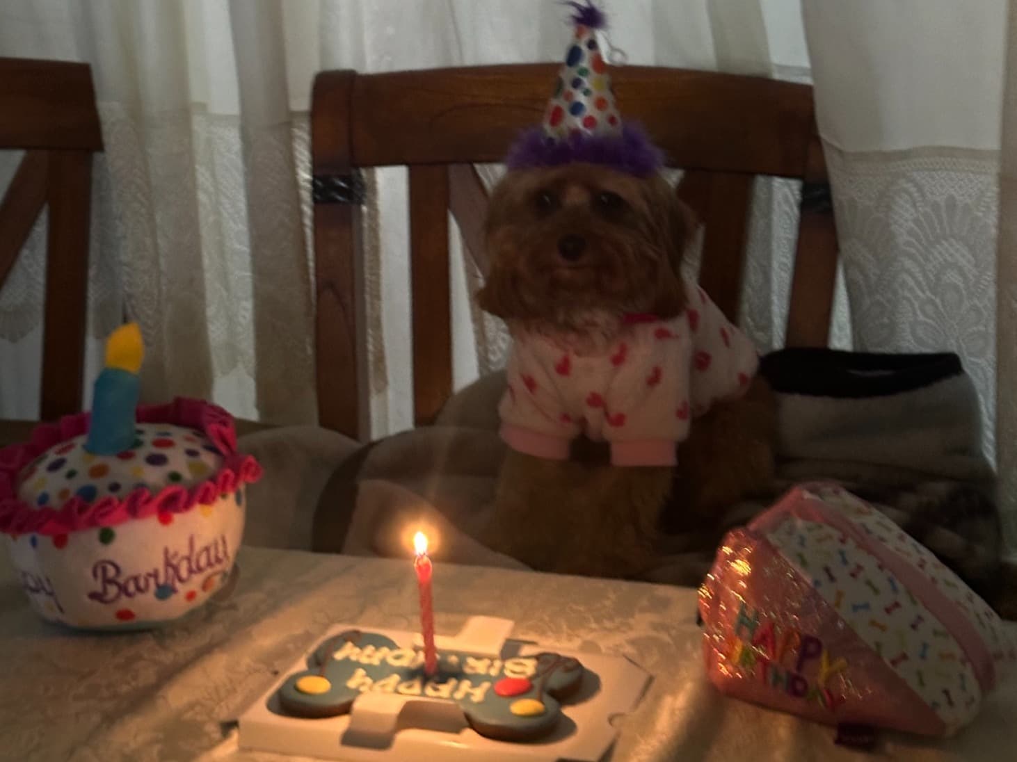 Muffin - Cavalier King Charles Spaniel | Petmeetly