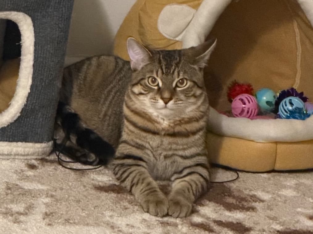 mochi - Tabby | Petmeetly