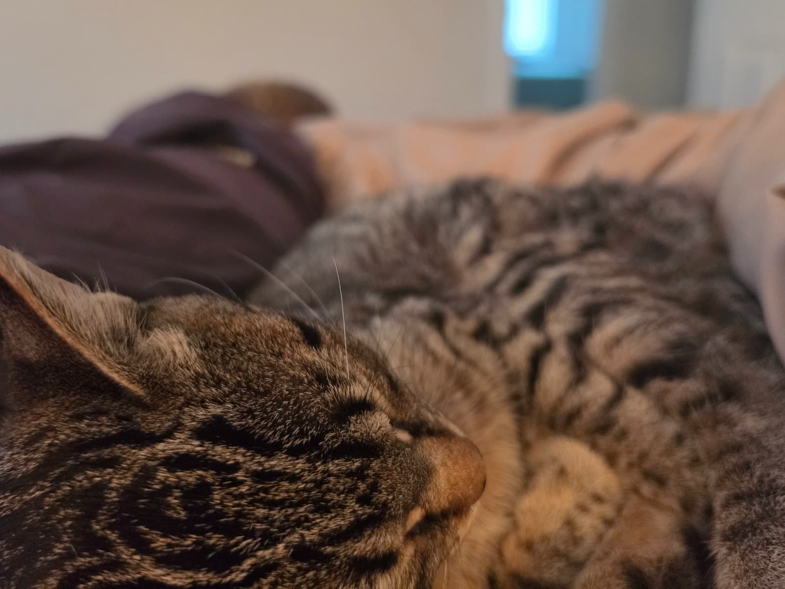 Parsnip - Domestic Shorthair | Petmeetly