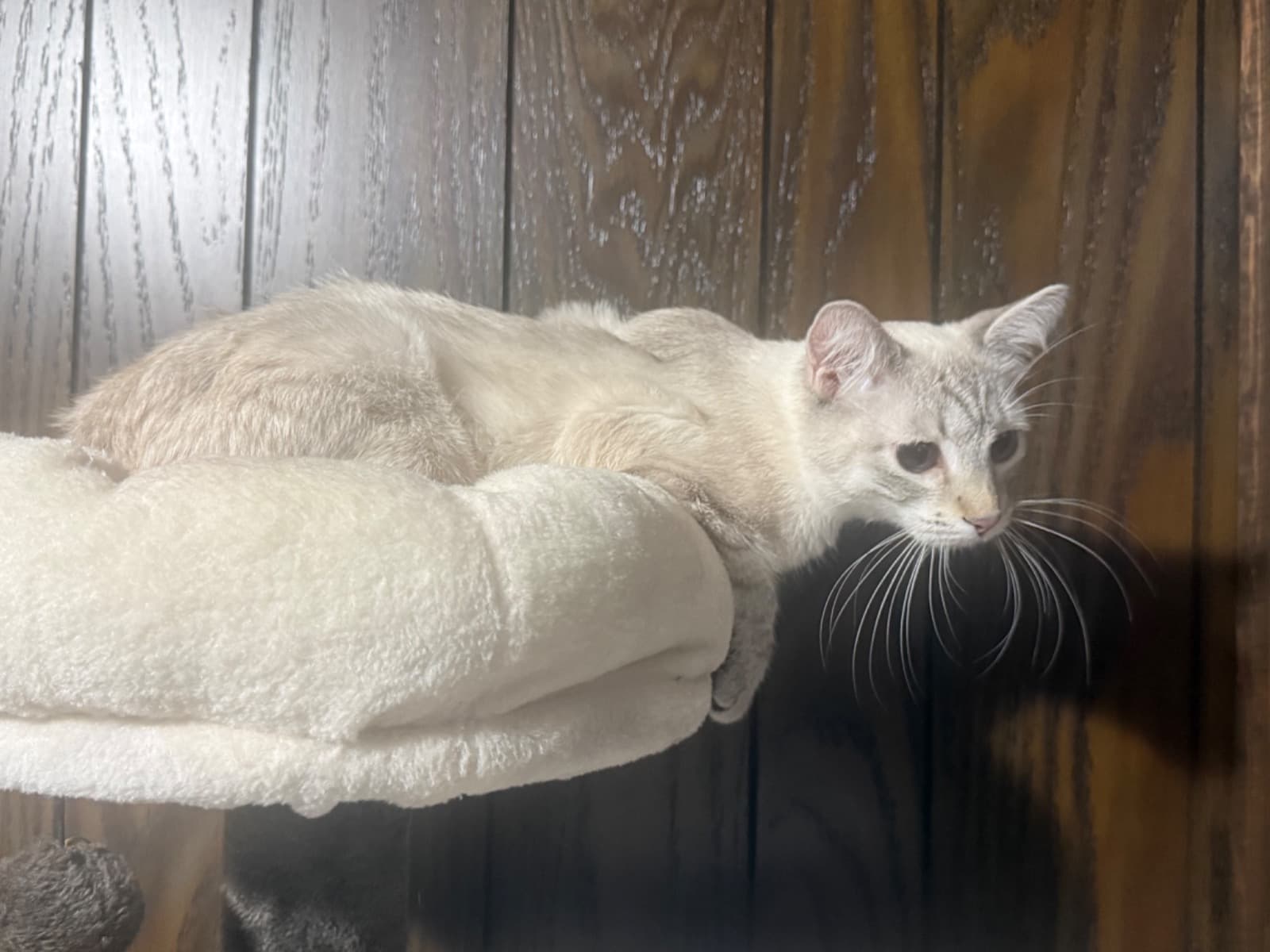 Holly - Siamese | Petmeetly