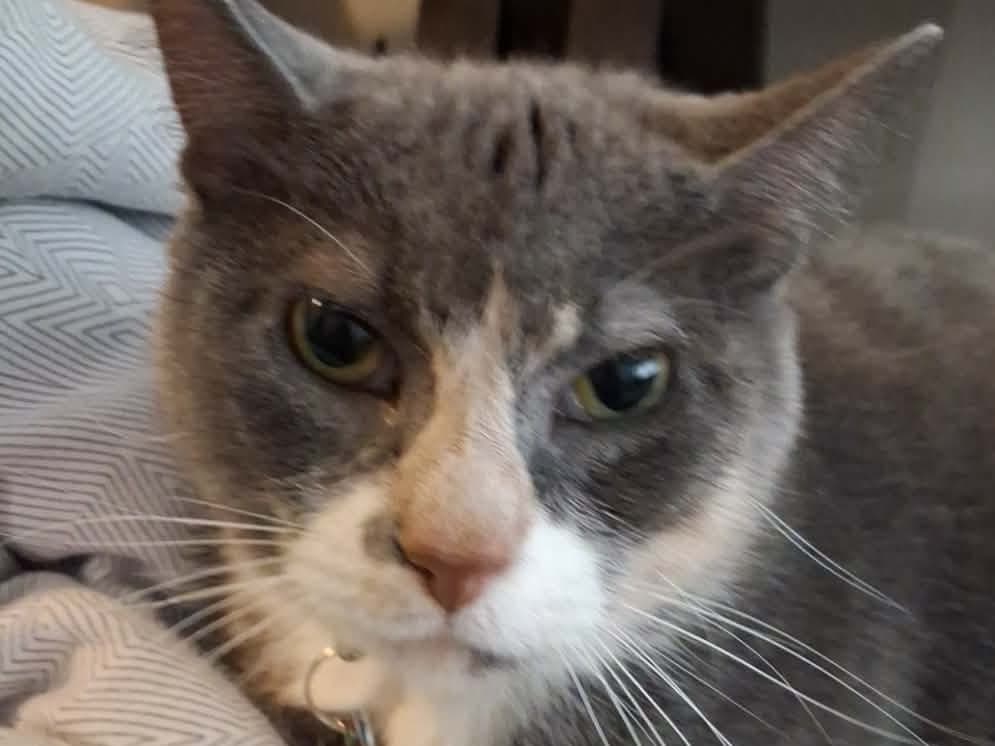 Sophie - Domestic Shorthair | Petmeetly
