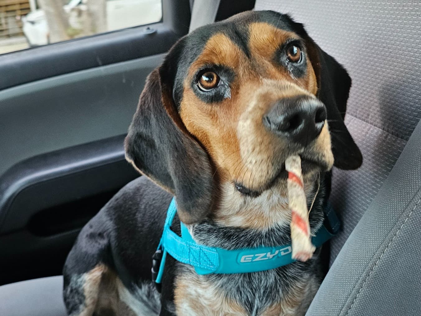 Blue - Beagle | Petmeetly