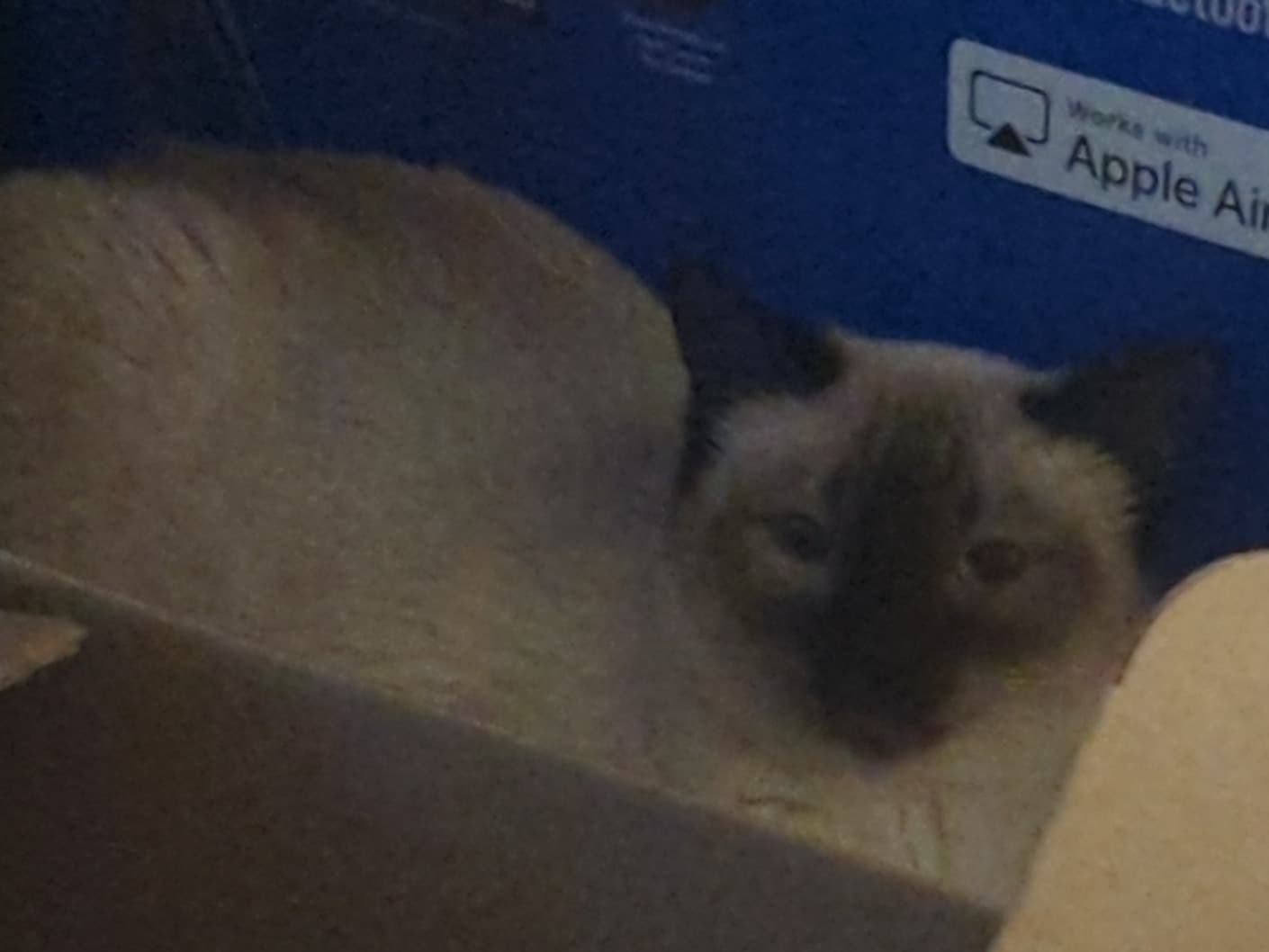 miso - Siamese | Petmeetly