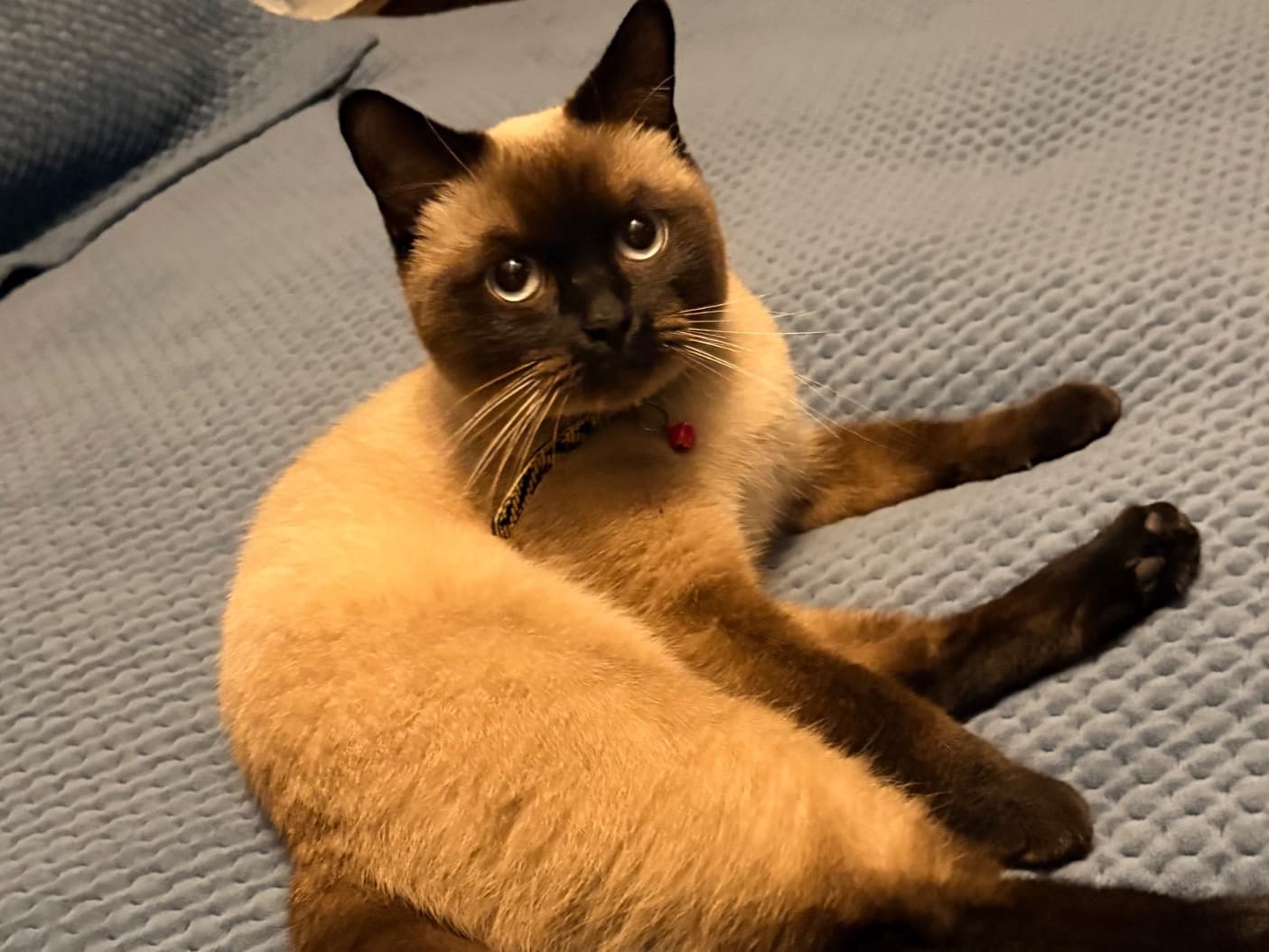 Misu - Siamese | Petmeetly