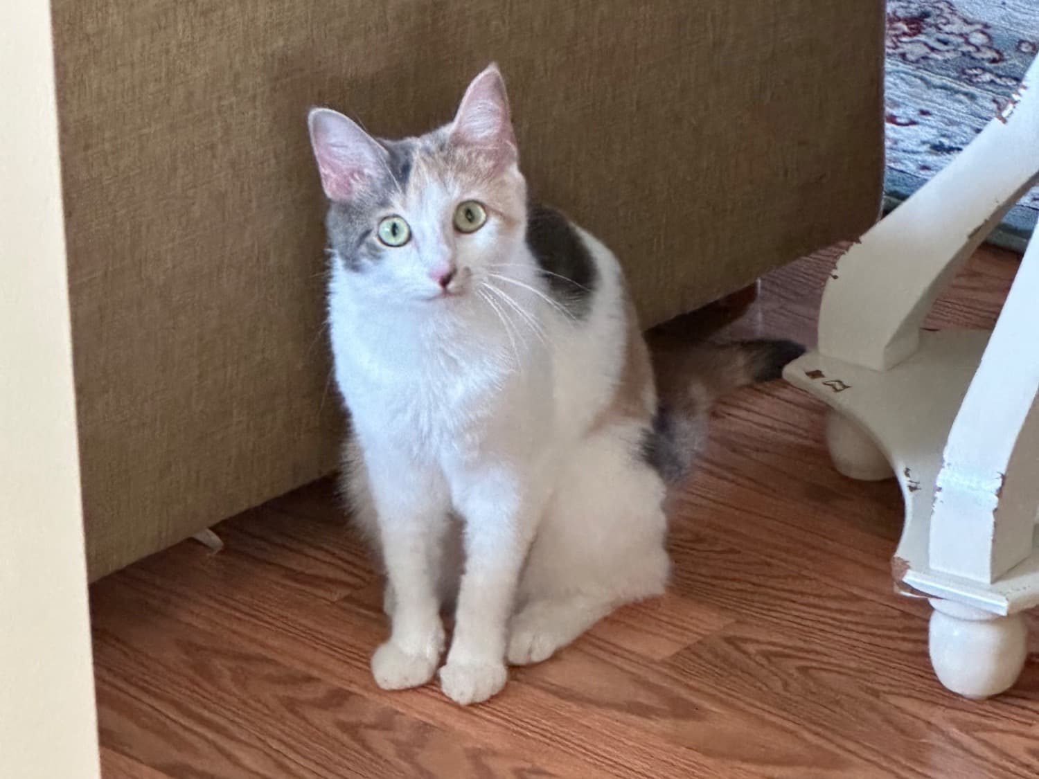 Iris - American Shorthair | Petmeetly