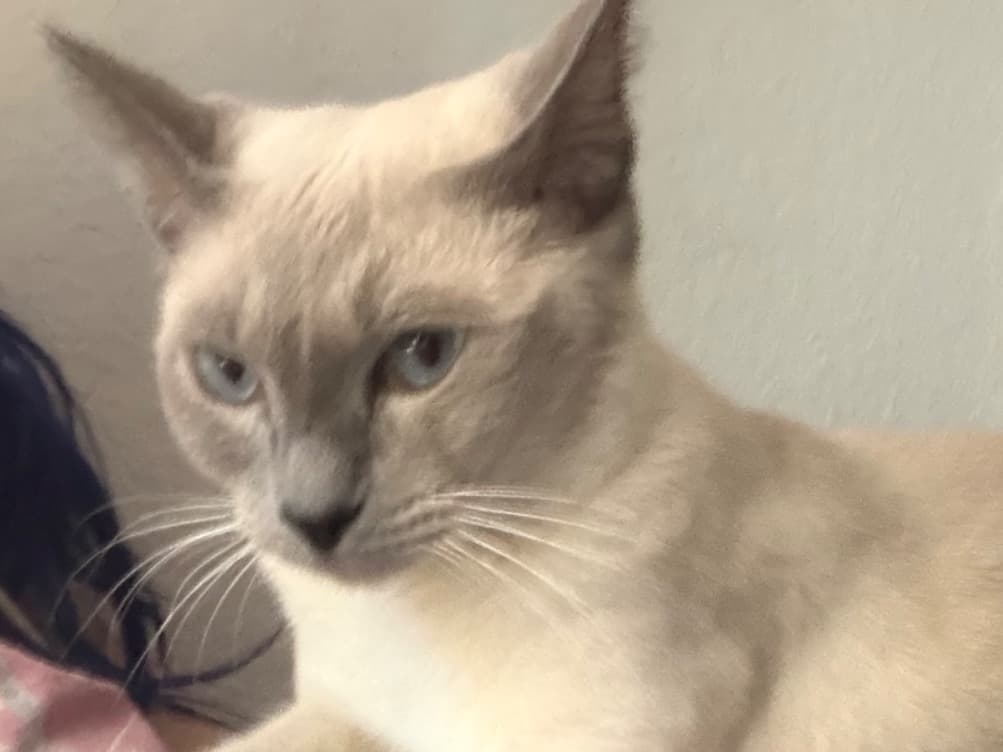 cocoa - Siamese | Petmeetly