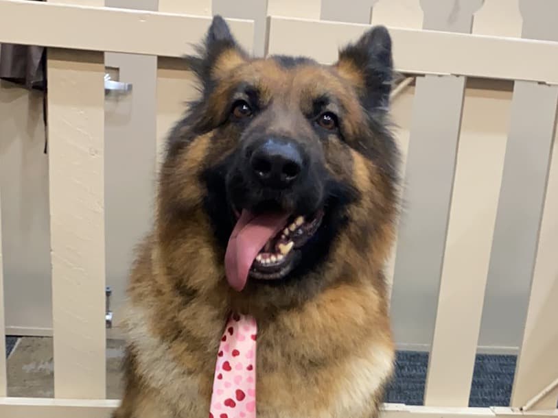 Moses - German Shepherd | Petmeetly