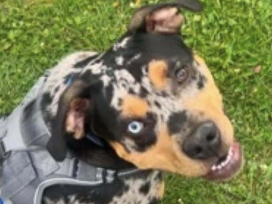 Chop - American Bully | Petmeetly
