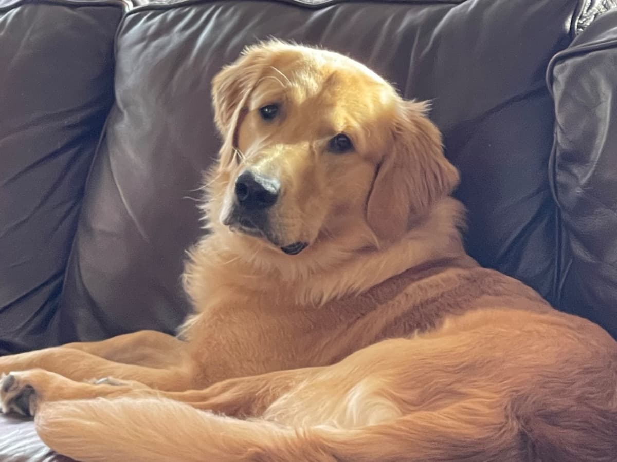 Lanikai Hawanawana - Golden Retriever | Petmeetly