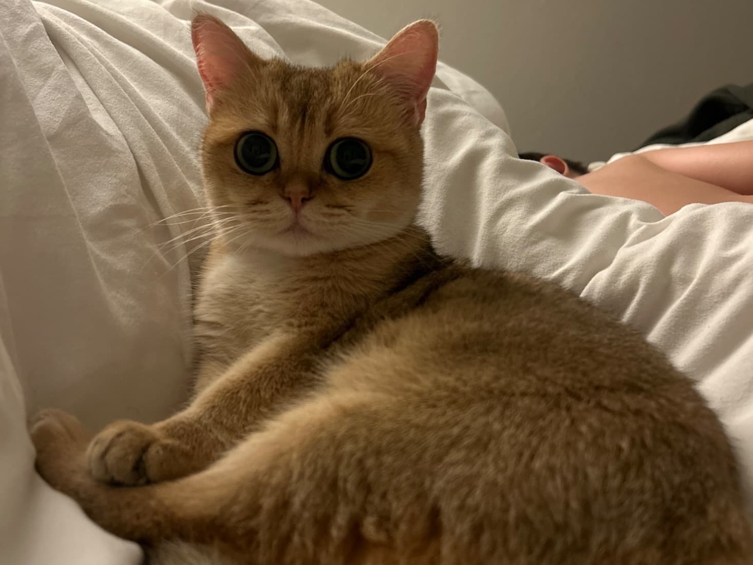 Mandu - British Shorthair | Petmeetly