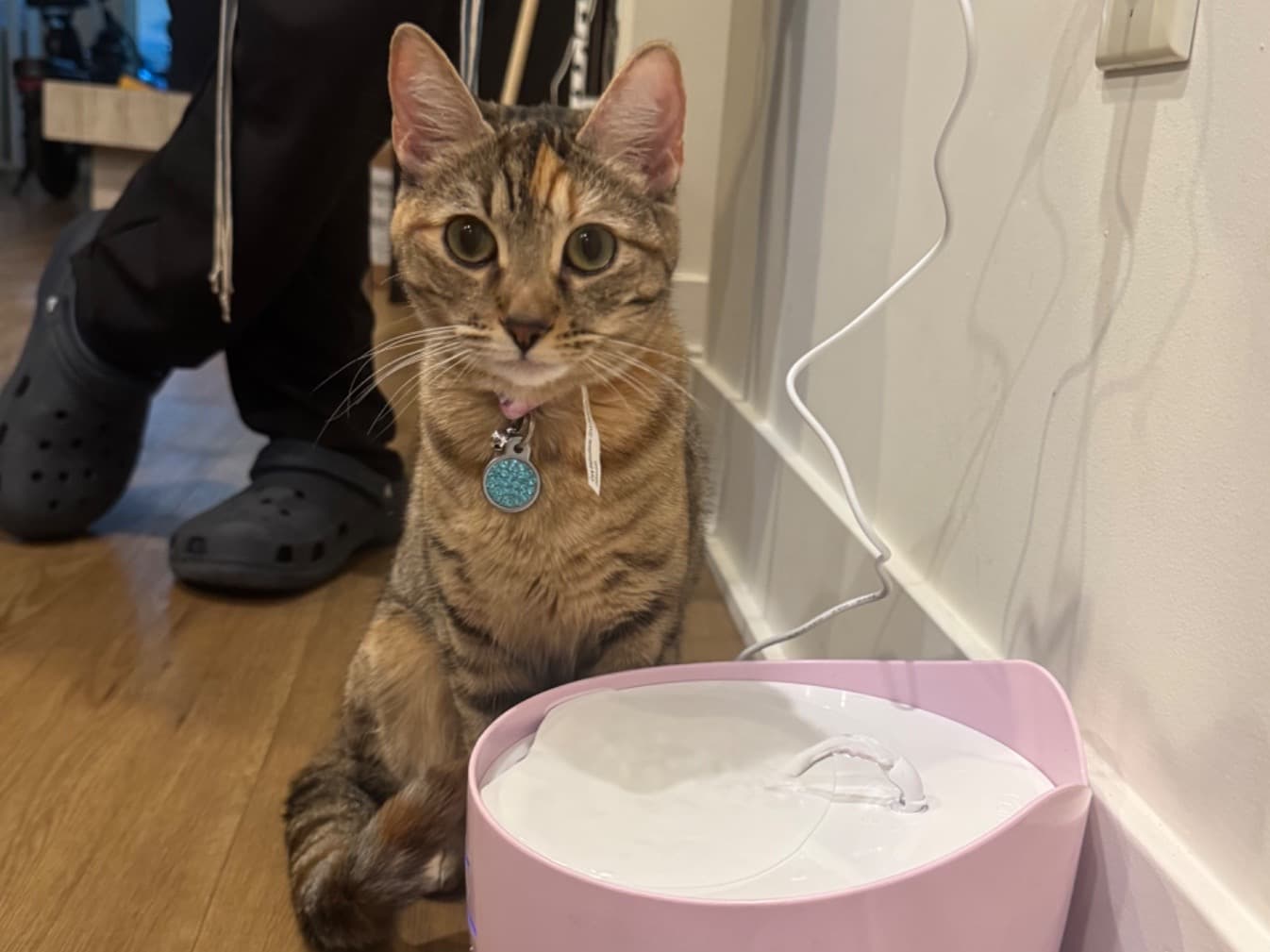 Mitzi - Domestic Shorthair | Petmeetly