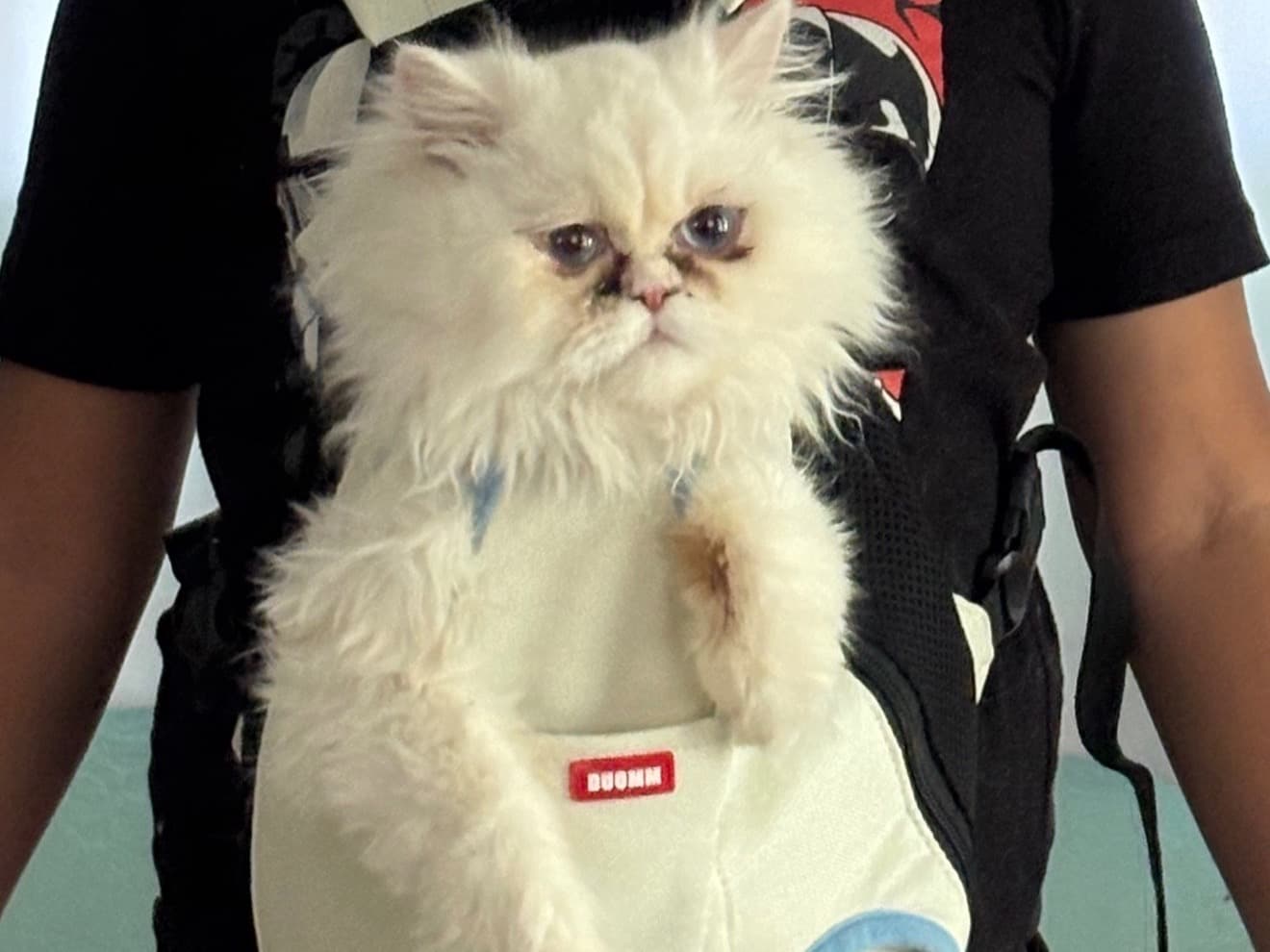 kitty - Persian | Petmeetly