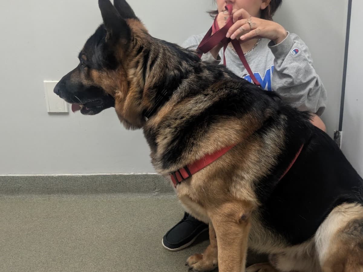 chico - German Shepherd | Petmeetly