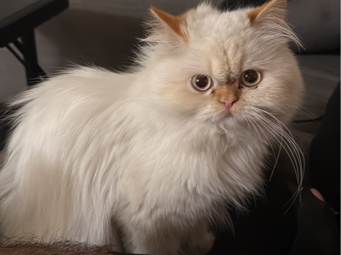 Nami - Persian | Petmeetly