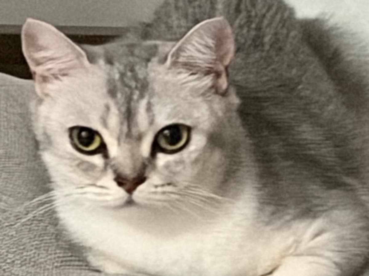 mia - British Shorthair | Petmeetly