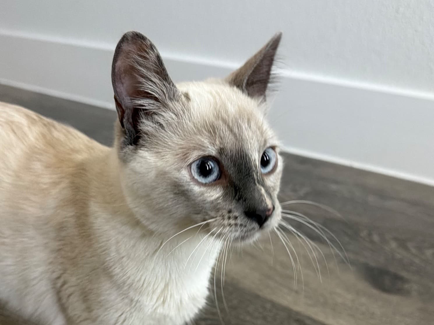 Zola - Siamese | Petmeetly