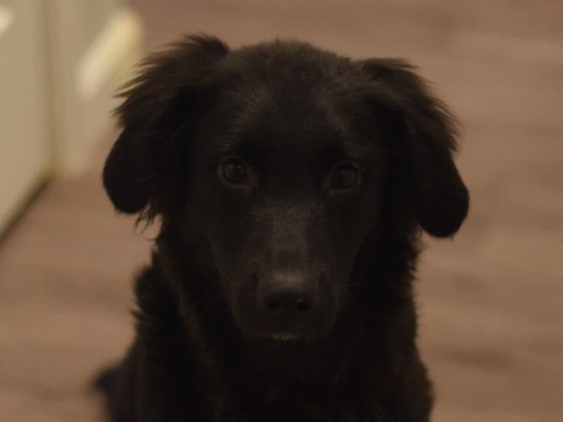 Flat-Coated Retriever 1 year 5 months old female large named Willow for breeding in Jefferson County, New York | Petmeetly
