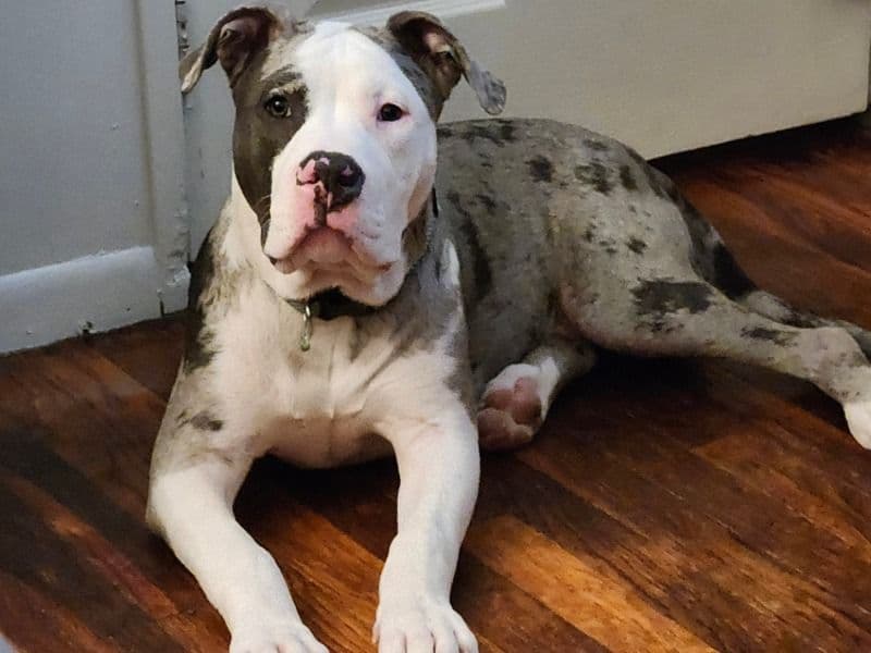 American Bully 1 year old male large named Maverick for breeding in Brooke County, West Virginia | Petmeetly