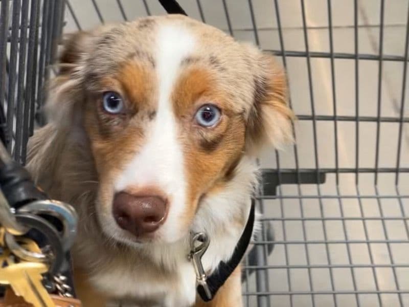 Miniature Australian Shepherd 1 year 8 months old male medium named Cappuccino for breeding in Travis County, Texas | Petmeetly