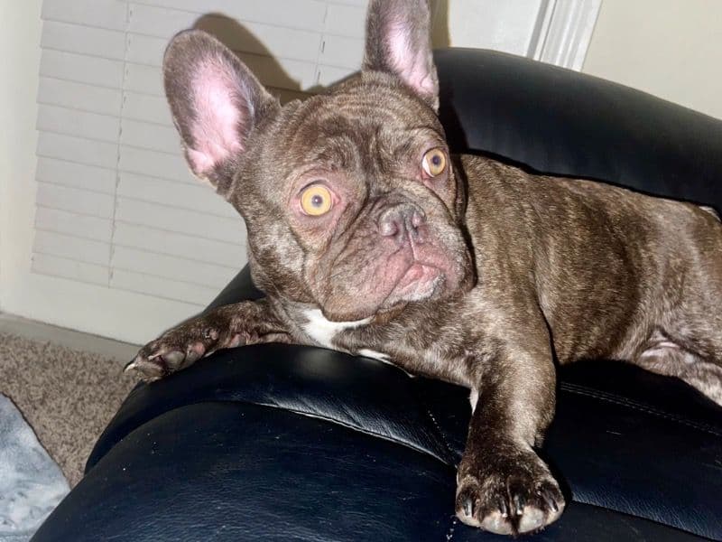 French Bulldog 2 years 3 months old male medium named Leo for sale in Fredericksburg, Virginia | Petmeetly