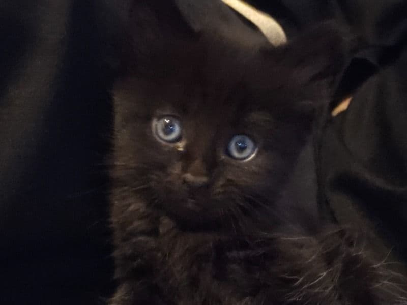 Toothless primary photo