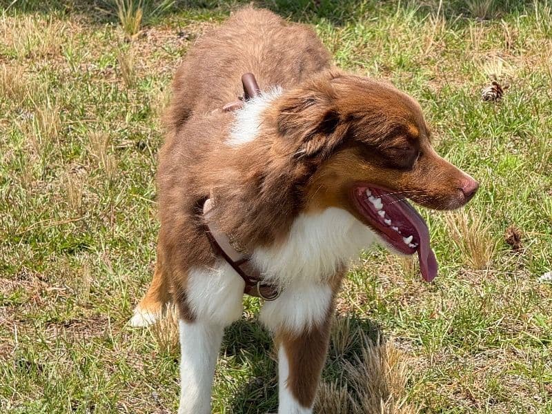 Australian Shepherd 1 year 5 months old male medium named Rocky for breeding in Hampton, Virginia | Petmeetly