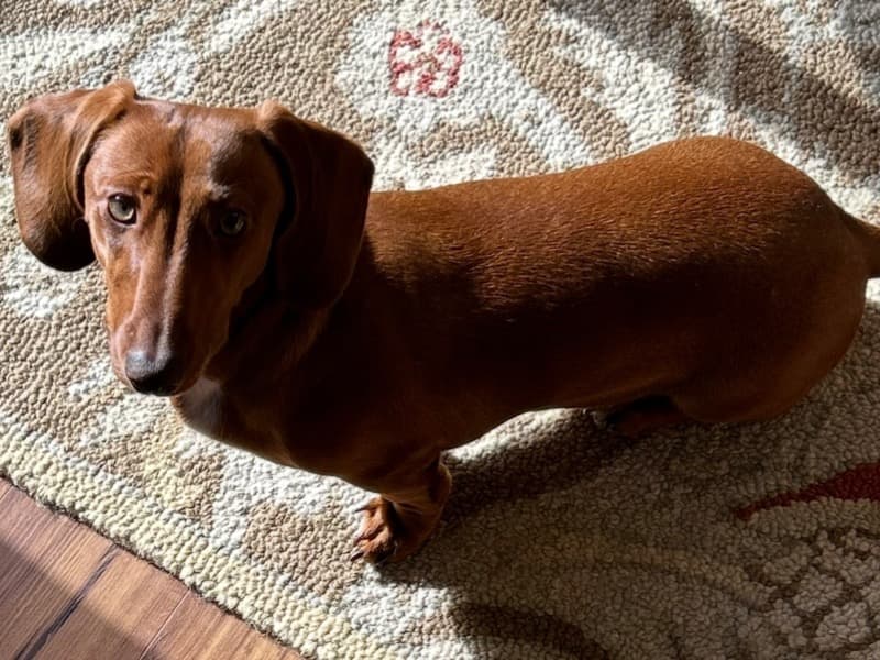 Dachshund 1 year 6 months old female small named Maisy for sale in Will County, Illinois | Petmeetly