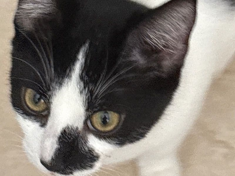 Plum Pickle - Domestic Shorthair | Petmeetly