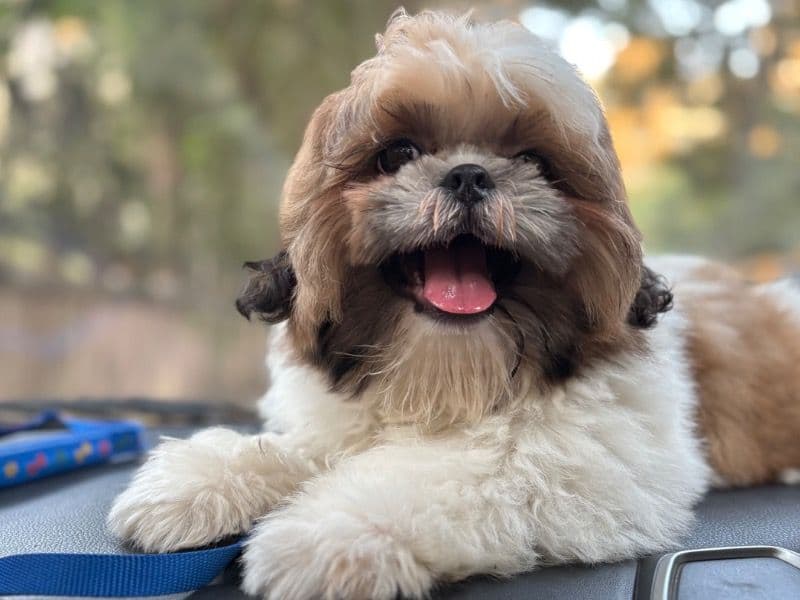 Shih Tzu 11 months old male small named Coco for breeding in Konkan Division, Maharashtra | Petmeetly