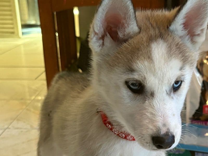 Siberian Husky 2 months old male small named Zeus for breeding in Condado de Camden, Nueva Jersey | Petmeetly