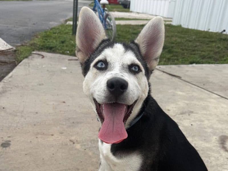 Husky 7 months old male medium named Prince for sale in Condado de Palm Beach, Florida | Petmeetly