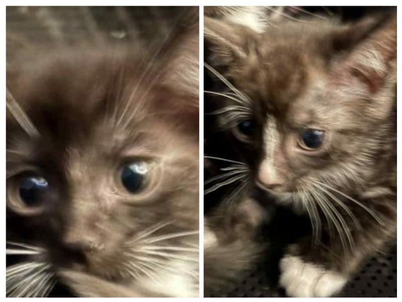 Oreo & Cookie primary photo