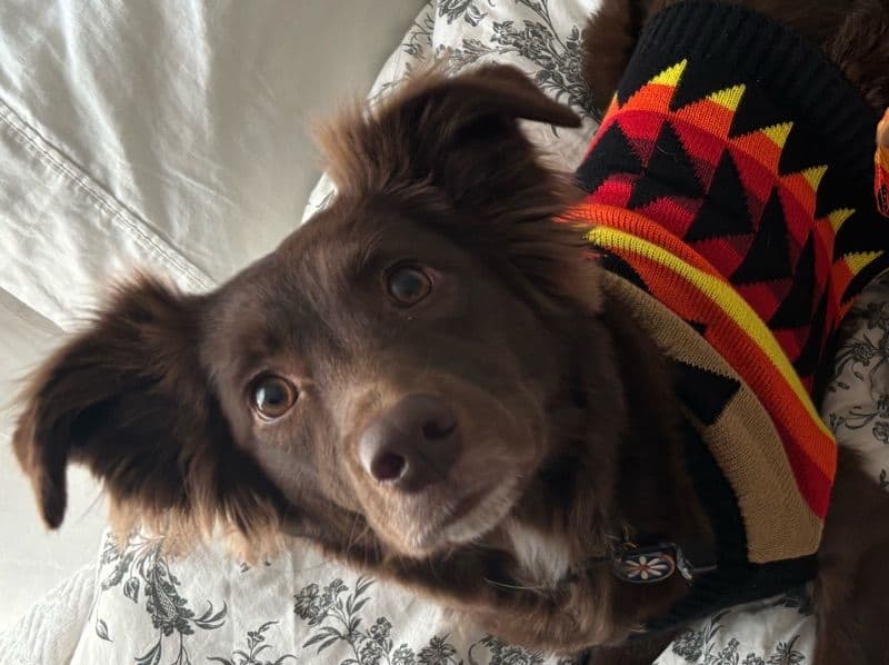 Border Aussie 4 years 2 months old female medium named Delilah for breeding in Cook County, Illinois | Petmeetly