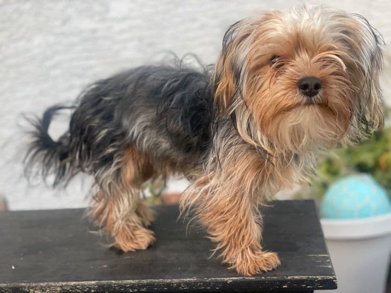 Yorkshire Terrier 9 months old male small named Ayax for breeding in Clark County, Nevada | Petmeetly