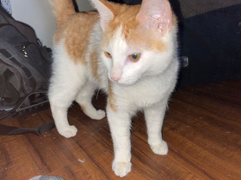 American Shorthair 1 year 1 month old male named Cece for sale in Richland County, South Carolina | Petmeetly