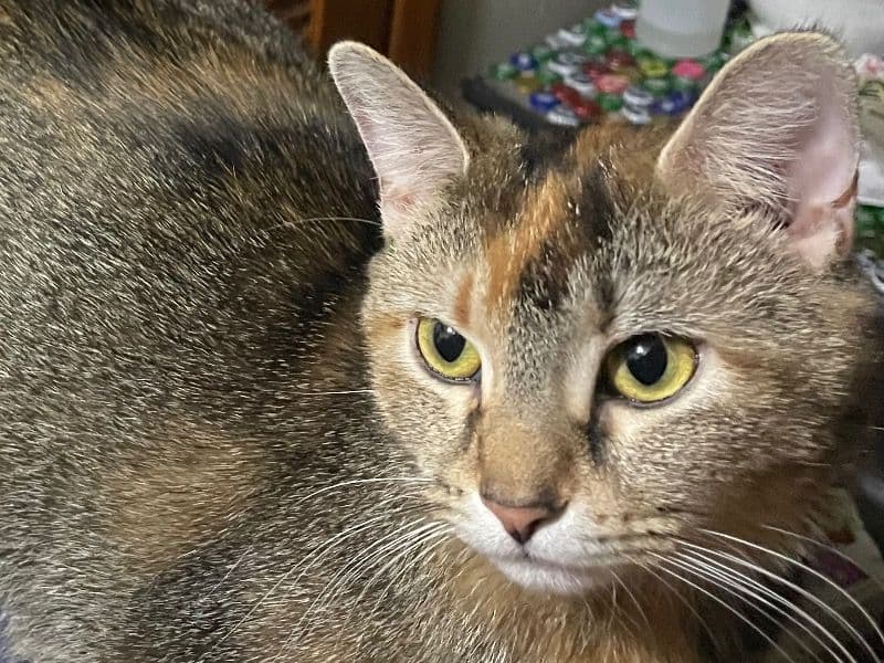 Domestic Shorthair 1 year 6 months old female named Cake for adoption in Sangamon County, Illinois | Petmeetly