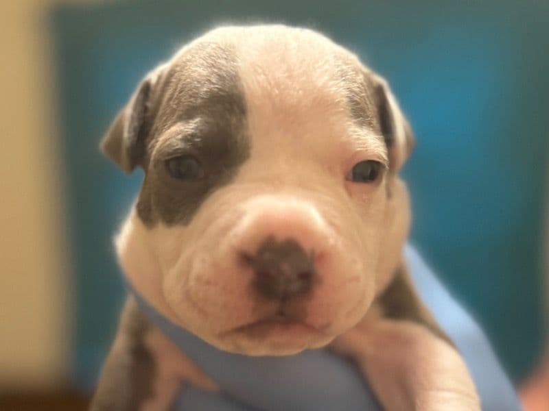 American Bully 1 month old male large named Socks for sale in Davidson County, North Carolina | Petmeetly