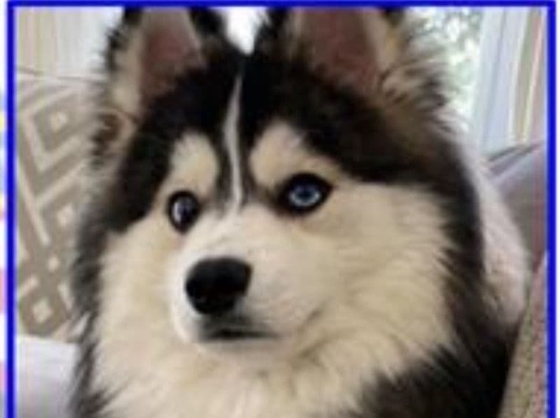 Blu primary photo