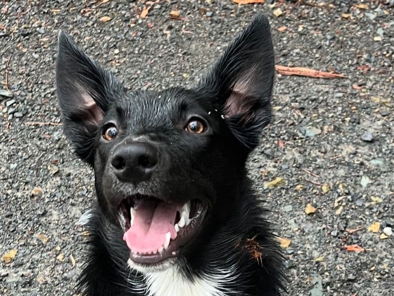 Australian Kelpie 1 year 3 months old male medium named Felix for breeding in Casey City, Victoria | Petmeetly
